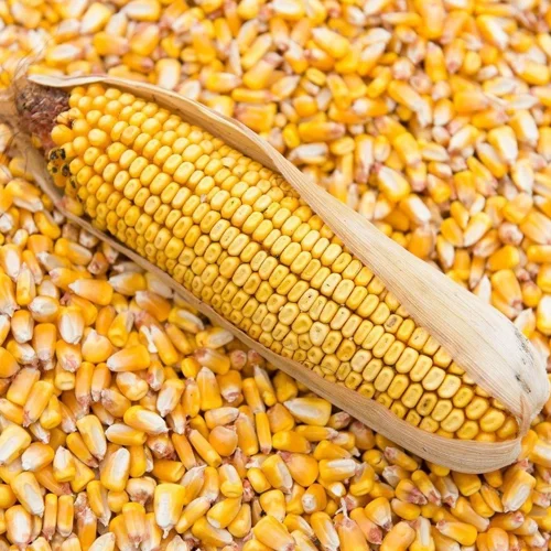 Maize