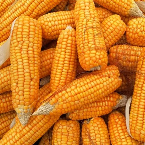 Maize