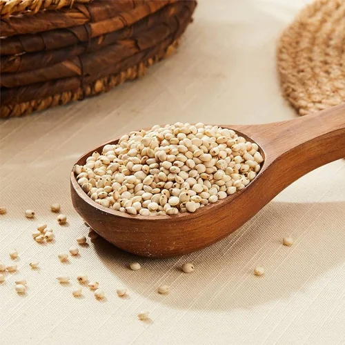 Sorghum Millets (Jowar)